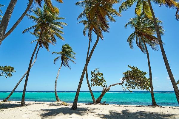 French West Indies-Guadeloupe Marie-Galante Island-part of France Beach at Capesterre
